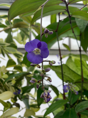 Dichorisandra penduliflora