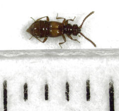 Sagola bipunctata