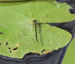 Austrocnemis maccullochi