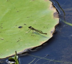 Austrocnemis maccullochi