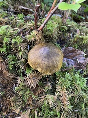 Tricholoma