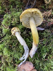 Tricholoma