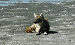 Canis lupaster bea
