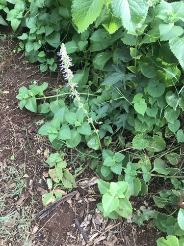 Coleus amboinicus, 2021-11-21