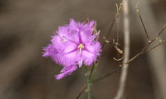 Thysanotus tuberosus tuberosus