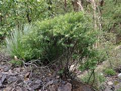 Veronica subfulvida