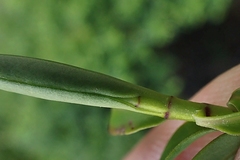 Veronica subfulvida