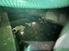 Hoplobatrachus chinensis