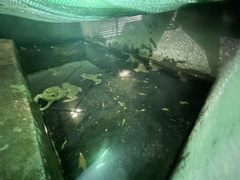 Hoplobatrachus chinensis