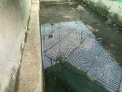 Hoplobatrachus chinensis