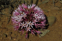 Brunsvigia bosmaniae