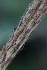 Eulalia quadrinervis