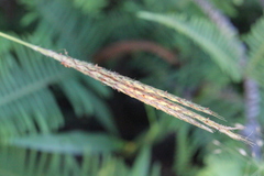 Eulalia quadrinervis