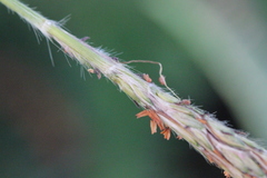 Eulalia quadrinervis