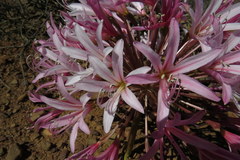 Brunsvigia bosmaniae