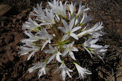 Brunsvigia bosmaniae