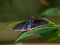 Pyrrhopyge thericles