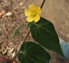 Abutilon oxycarpum