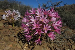Brunsvigia bosmaniae