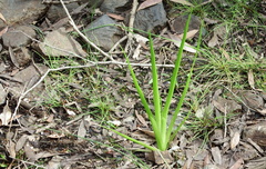 Philydrum lanuginosum