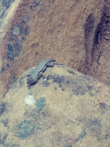 iNaturalist observation photo of Western Fence Lizard