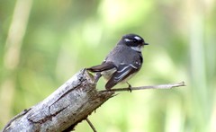 Rhipidura albiscapa alisteri