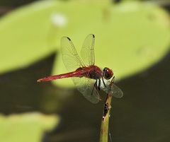 Urothemis aliena