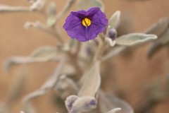 Solanum lasiophyllum