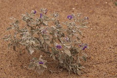 Solanum lasiophyllum