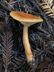 Lactarius substriatus