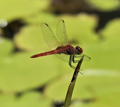 Urothemis aliena