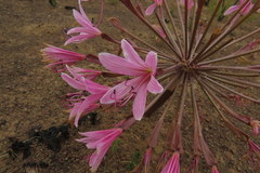 Brunsvigia bosmaniae