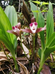 Lycaste macrophylla