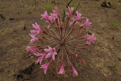 Brunsvigia bosmaniae
