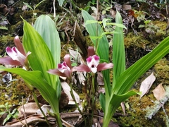 Lycaste macrophylla