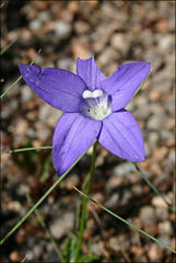 Wahlenbergia ceracea