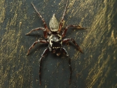 Thiania
