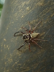 Thiania