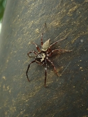 Thiania