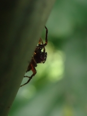 Thiania