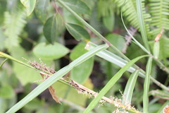 Microstegium ciliatum