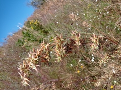 Hyparrhenia variabilis