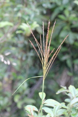 Microstegium ciliatum