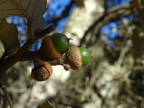 Santa Rosa Oak