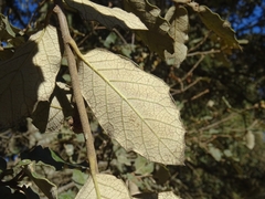 Quercus sideroxyla