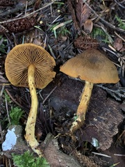 Cortinarius aurantiobasis
