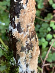 Hydnocristella himantia