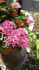 Ixora