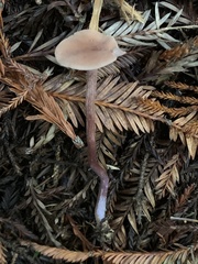 Laccaria nobilis
