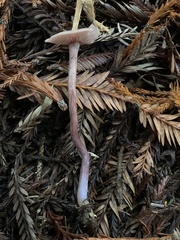Laccaria nobilis